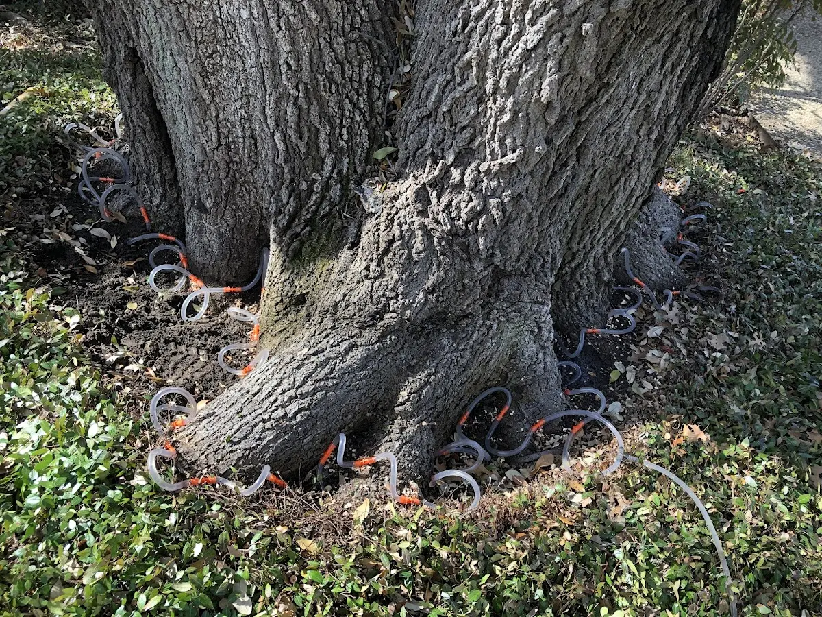 Detailed Tree Cabling and Bracing job site in Hershey