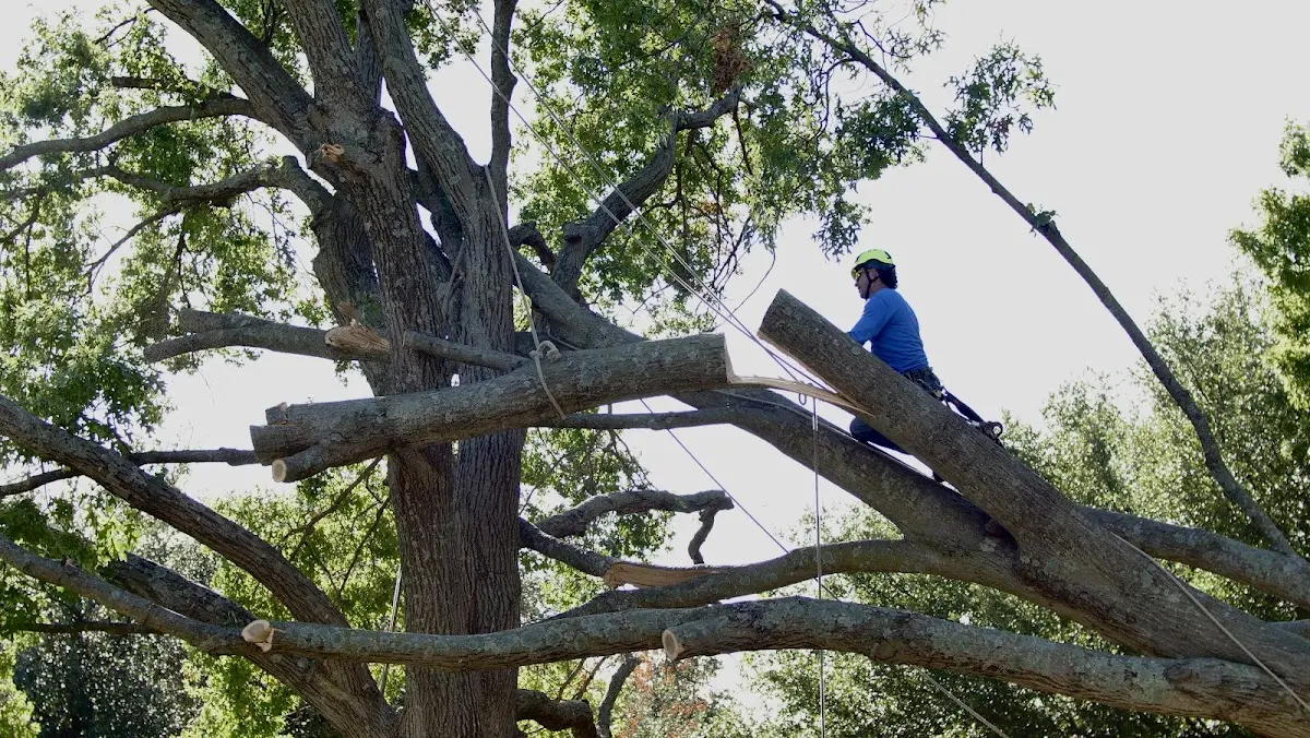 Professional Hazardous Tree Removal performed by certified arborists in Hershey